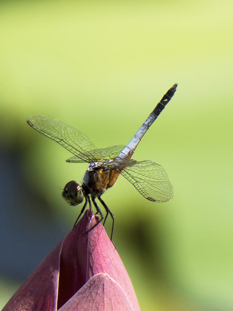 2018 March Competition Junior Group 2nd place - Dragonfly by Tommy Kwan