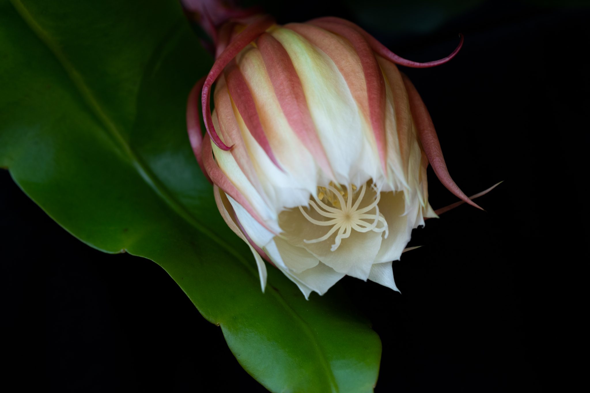 2020 SEPTEMBER competition CPAS