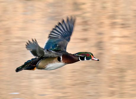 1st Place, "Wood Duck in Plight" by Marina Tom