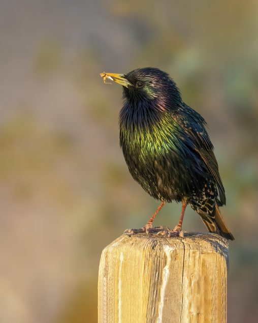 2nd Place, Shimmering European Starling, Lily Kwok
